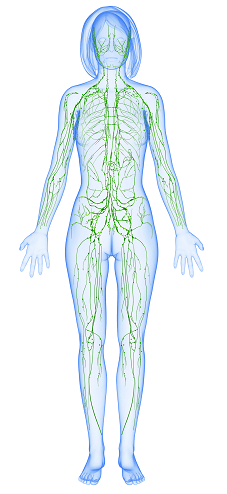 7 Ways to Improve Lymphatic Health in Homestead